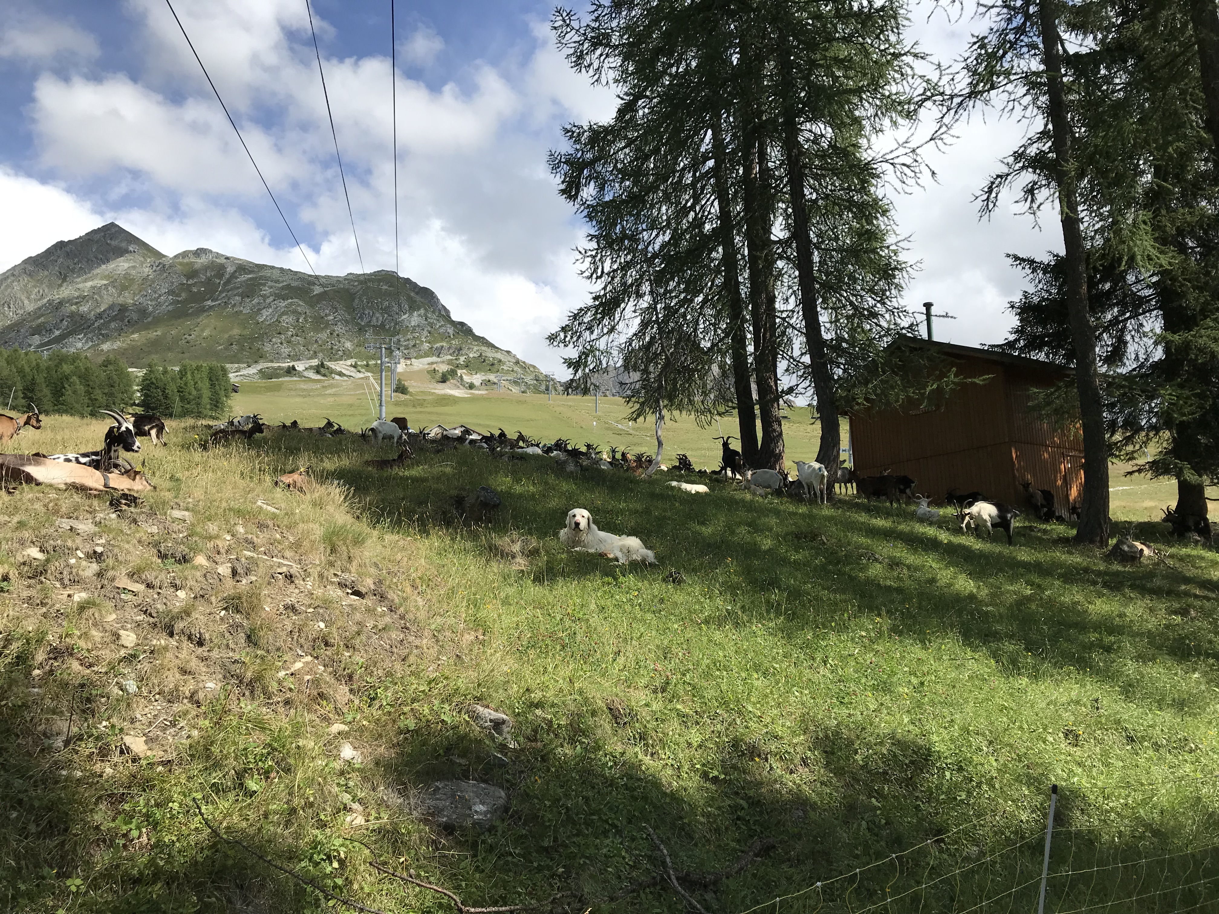 Le haut des pistes (été 2019) Image