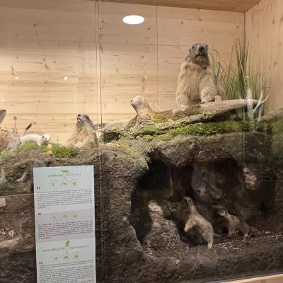Museum - Haut TCD Vallandry