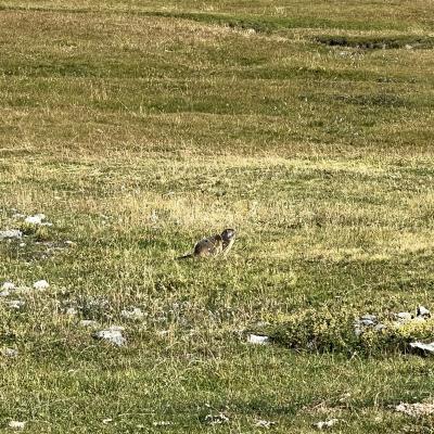 Marmotte